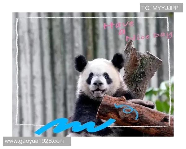 赛场内外精彩瞬间熊猫体育带你领略球员的真实生活与独特魅力